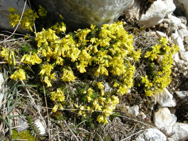 Draba azoides